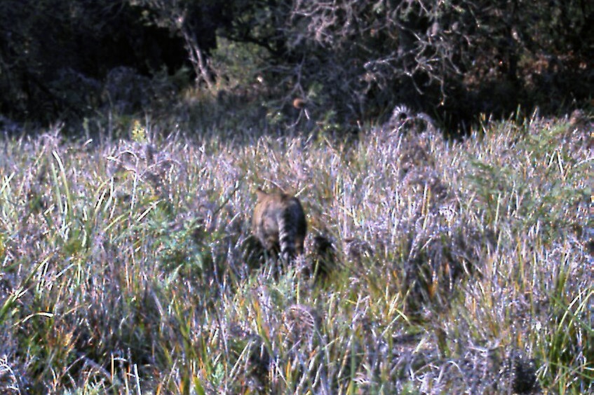 What is claimed to be a thylacine in the bush in NE Tasmania