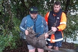 A man carries a soaked kangaroo