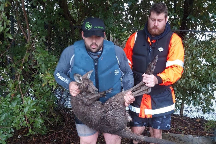 A man carries a soaked kangaroo