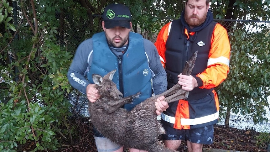 A man carries a soaked kangaroo