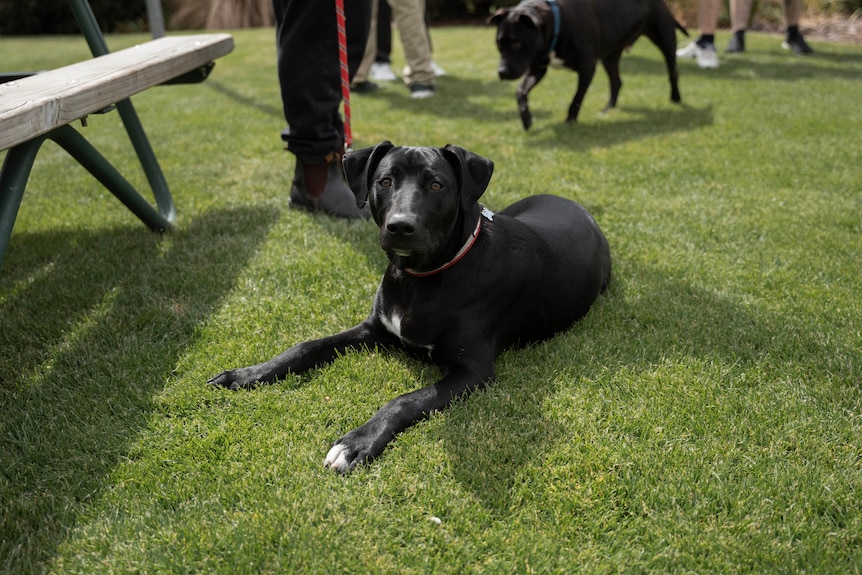 A black dog sits on a grassy field, looking attentively at the camera.