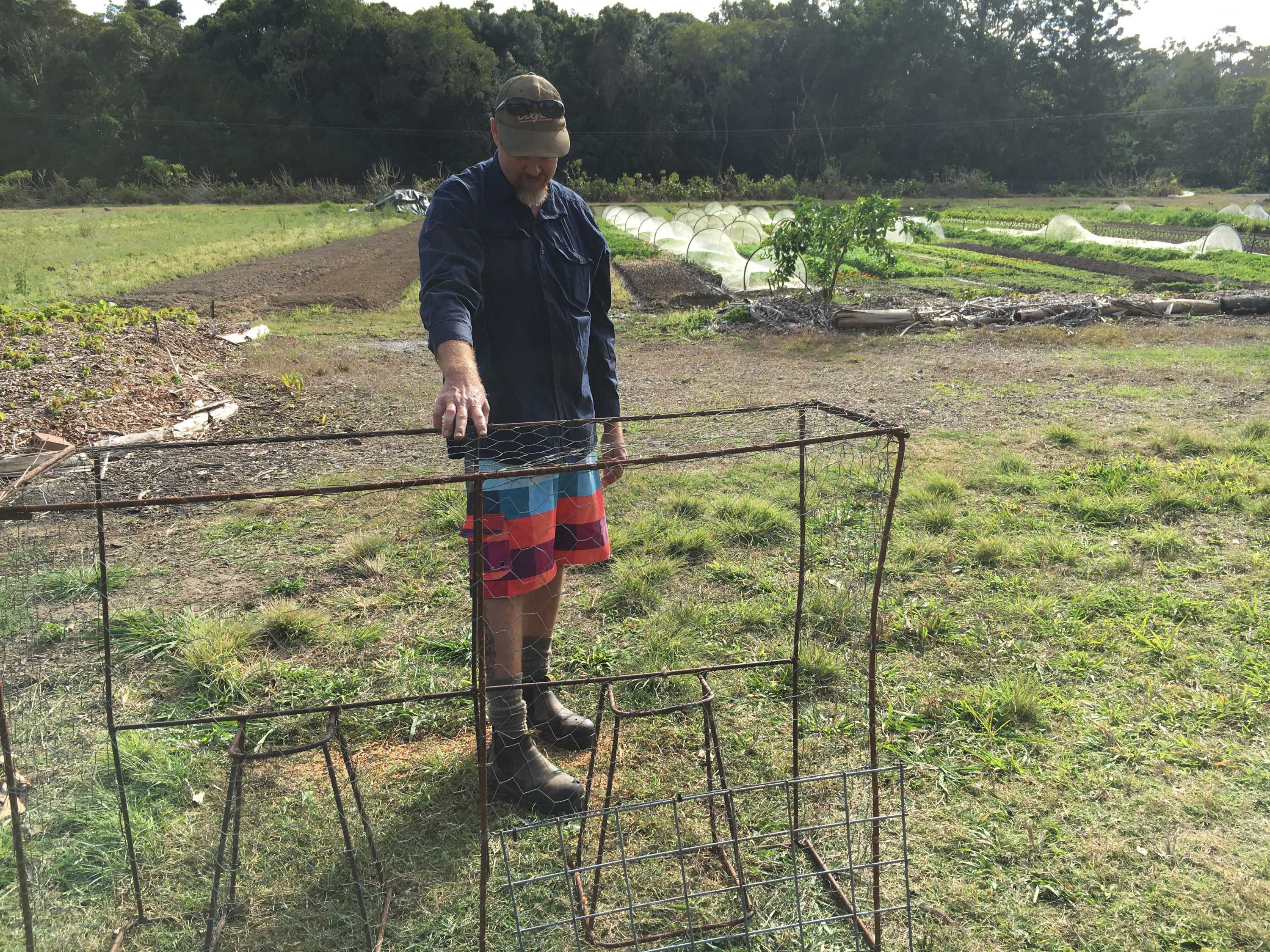 Outsmarting ducks to save market garden crops - ABC News