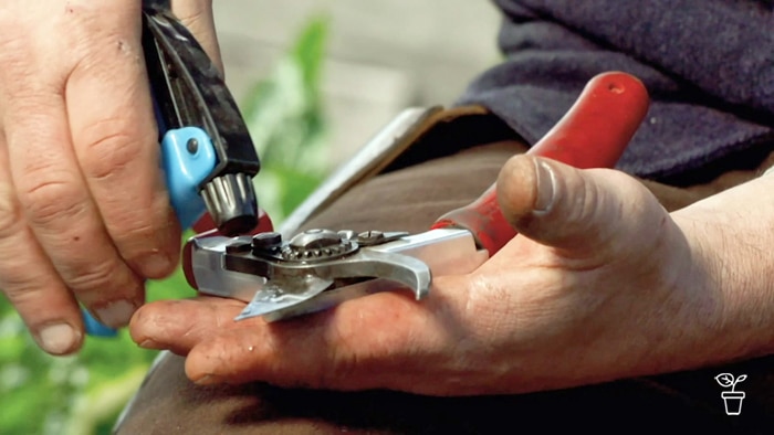 Secateur blades being sprayed with cleaning fluid