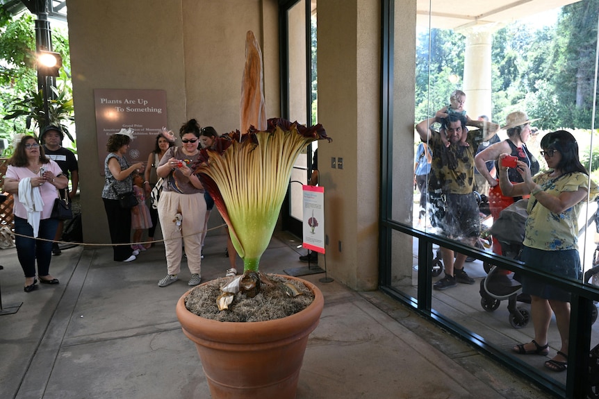 Visitors take photos of the corpse flower, a huge flower in a pot with no visible stem or leaves, and ruffled petals.