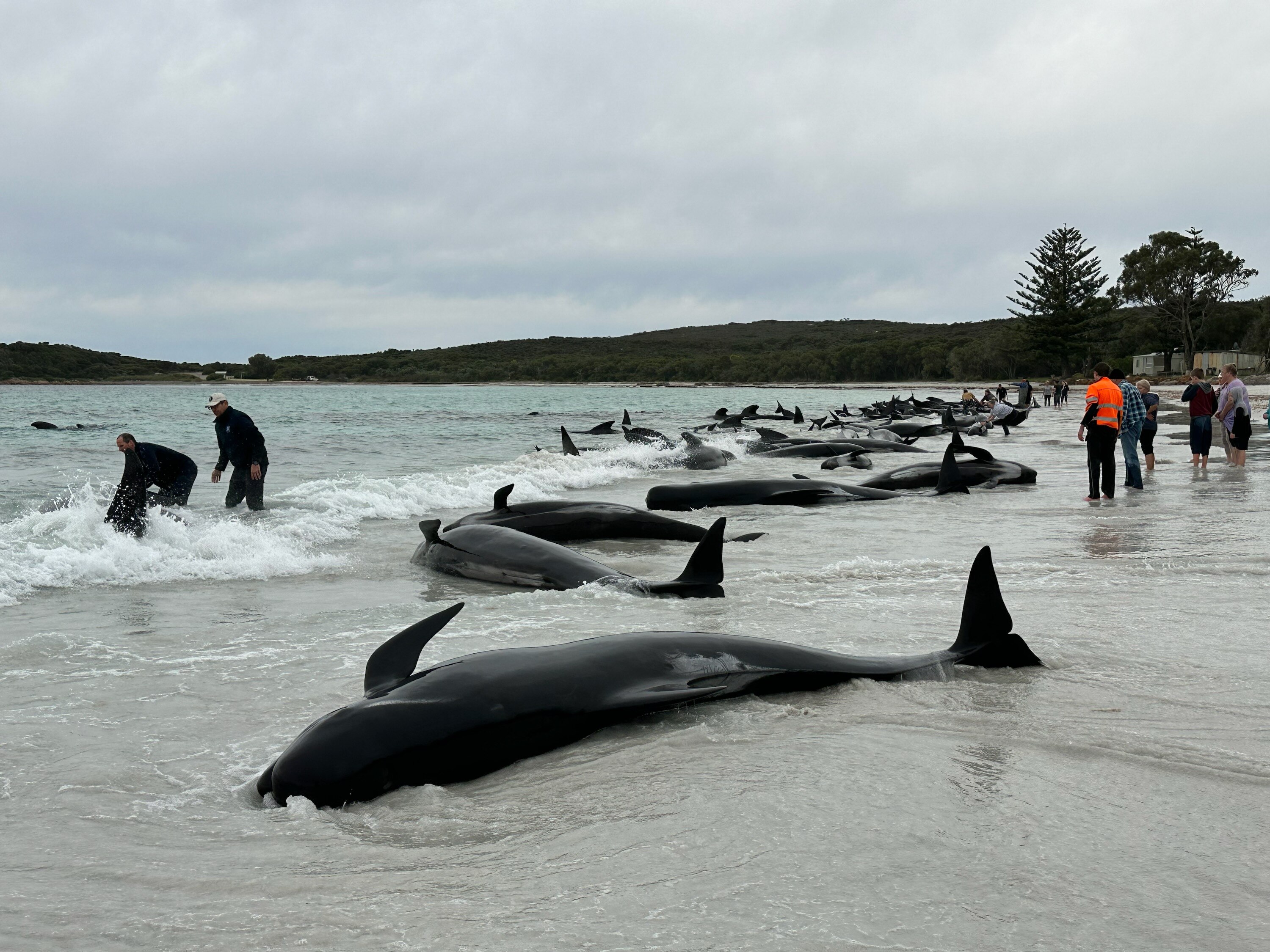 A line of whales stranded on a beach under grey skies