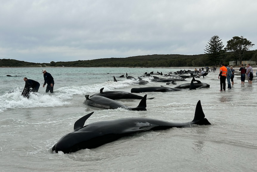 A line of whales stranded on a beach under grey skies