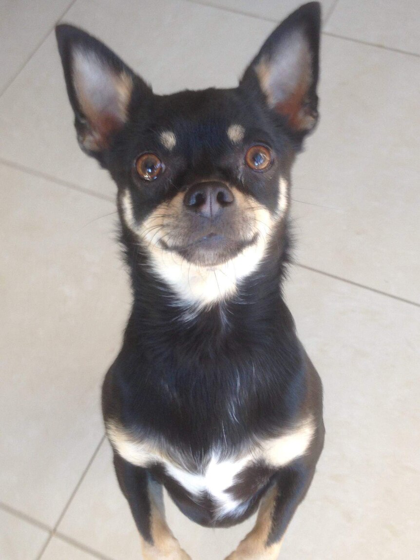 A small Chihuahua dog.