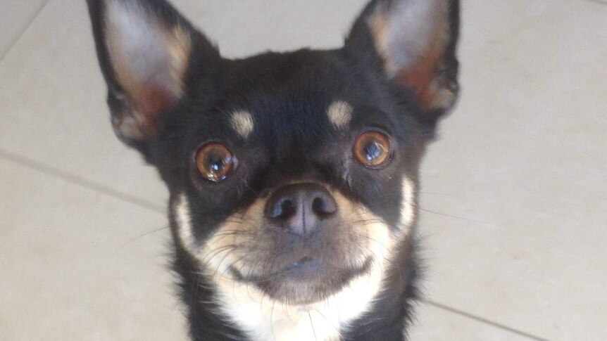 A small Chihuahua dog.