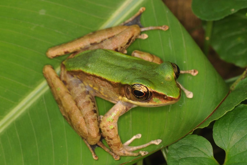 A green and brown Odorrana graminea from sitting on a leaf in Hainan, China