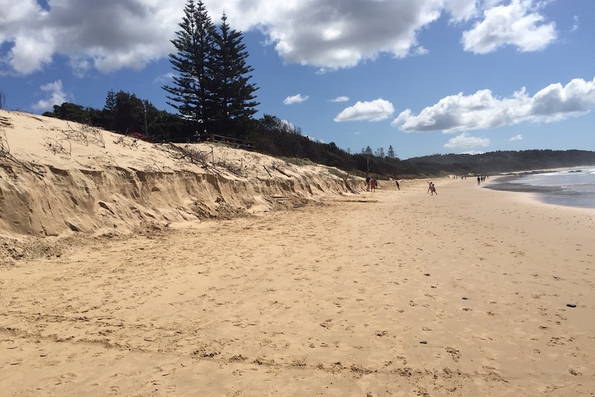 Threatened shorebirds losing habitat to beach erosion such as at Sawtell Beach, south of Coffs Harbour.
