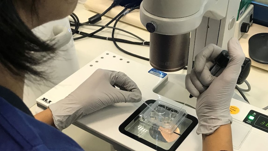 Scientist wearing gloves and looking through the microscope at an IVF culture dish.