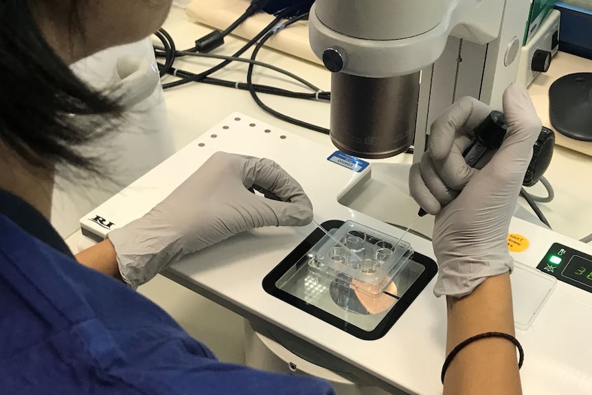 Scientist wearing gloves and looking through the microscope at an IVF culture dish.