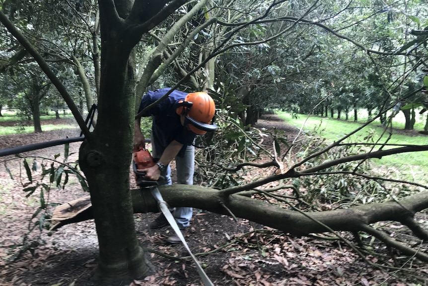 Brett Newell using his chainsaw on a fallen branch.