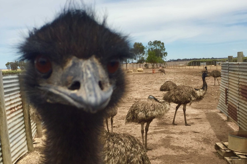 Pimpinio Emu, in western Victoria