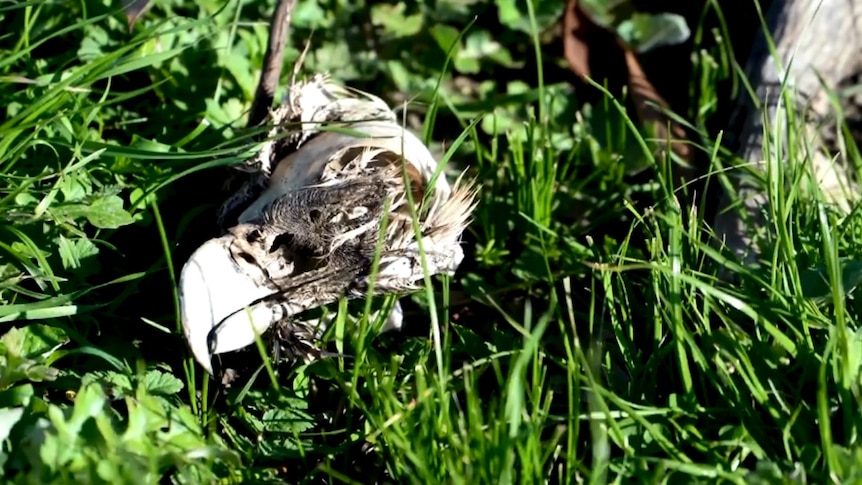 Close up of a wedge-tailed eagle skull in a green paddock
