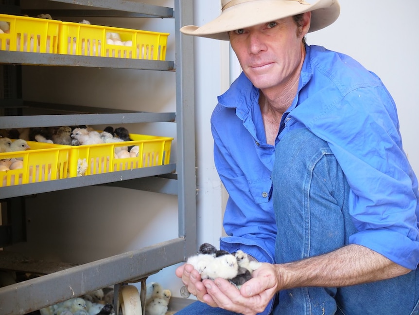 Angus Shepherd kneels on the floor holding a handful of chicks.