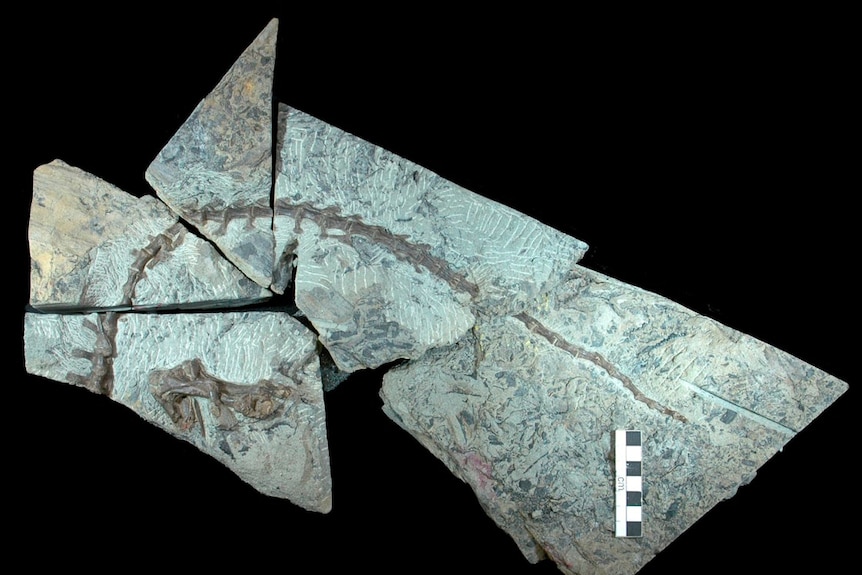 The holotype partial skeleton of Diluvicursor pickeringi after it was prepared from several blocks of sandstone.
