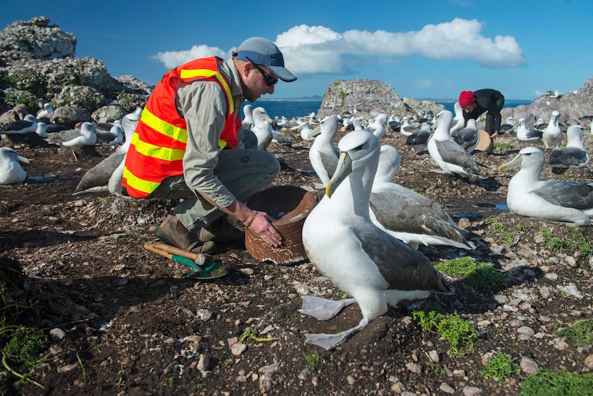 Setting up the artificial nests on Albatross Island