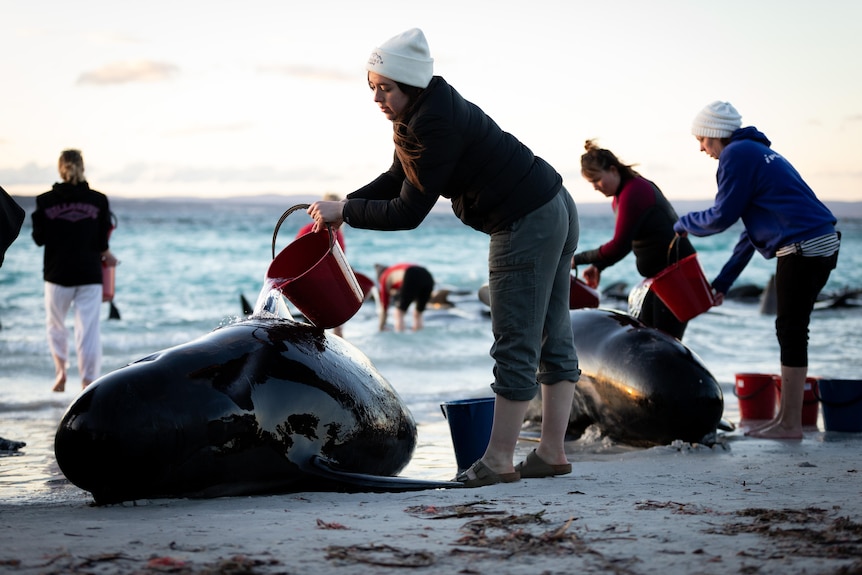 Several women pour buckets of water over beached whales