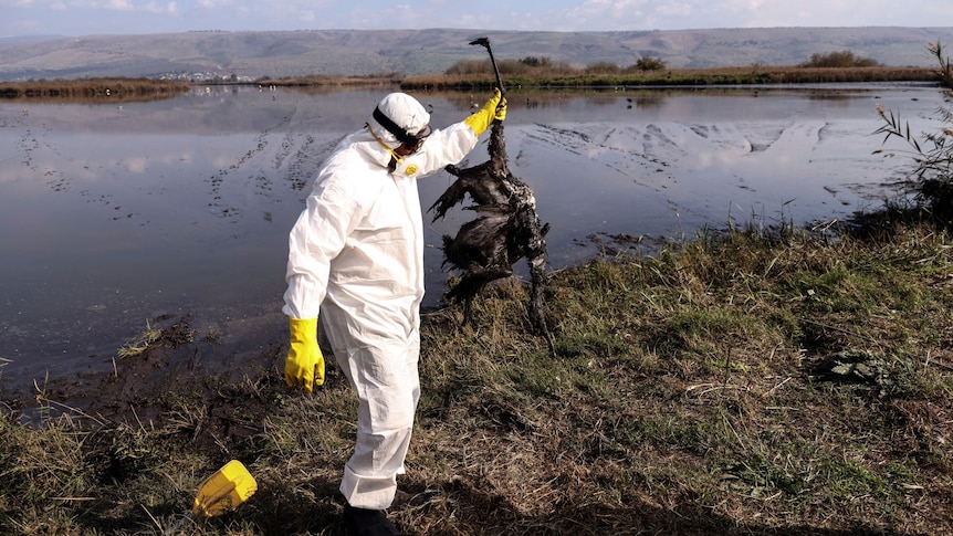 A person in a white protective suit stands next to a lake holding a dead crane. 