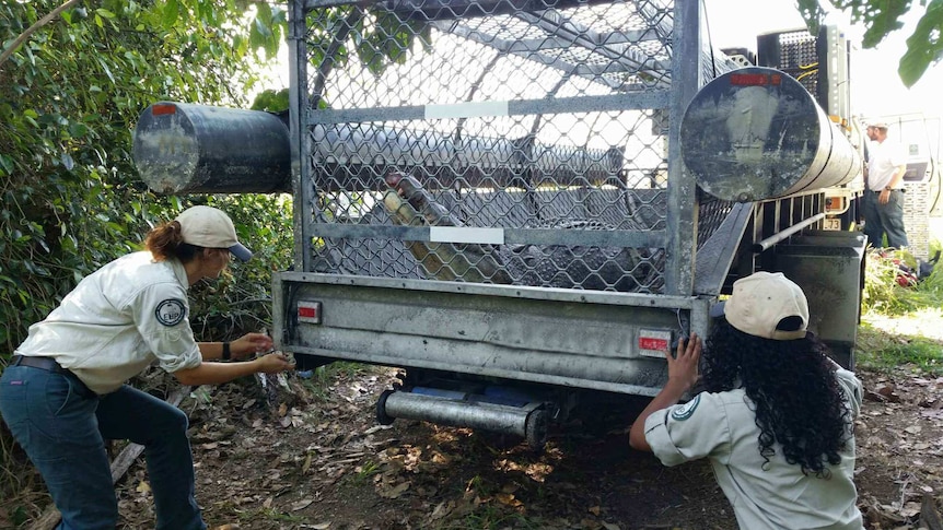 Large crocodile inside a trap on a trailer, two female wildlife officers crouch next to the trailer.