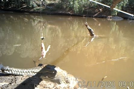 A crocodile head rises up out of brown water while another is very close to the camera