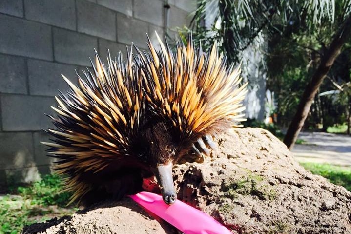 Piggie the echidna