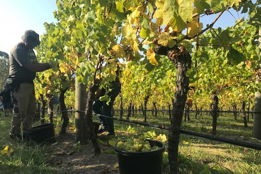 Harvesting grapes at Moores Hill winery