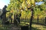 Harvesting grapes at Moores Hill winery