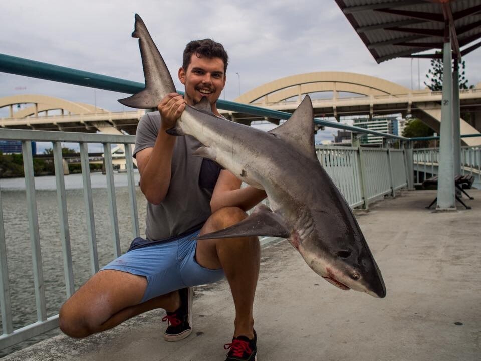 Brisbane River teeming with bull sharks in summer, fisherman says - ABC