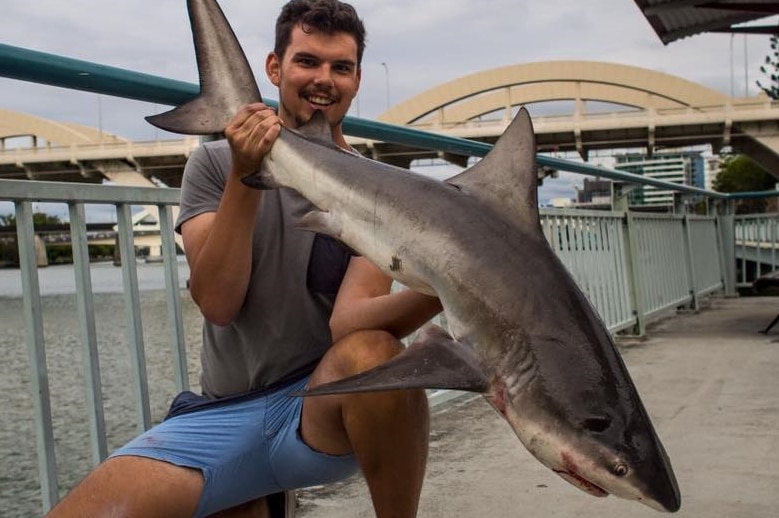 bull shark William Jolly 3