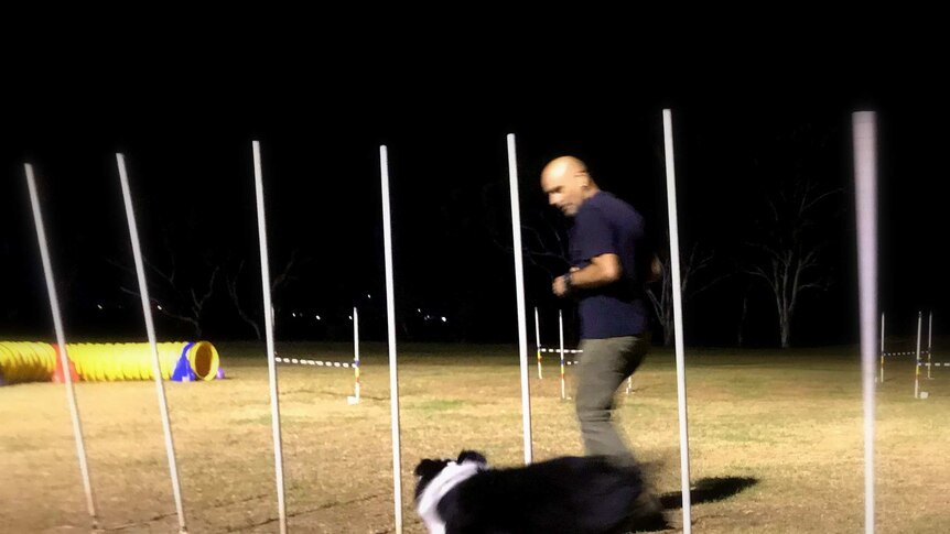 Agility trainer and a border collie run through an obstacle course.