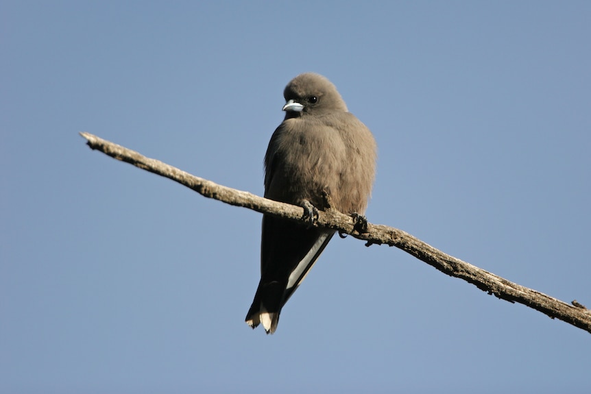 Close up of a bird.