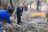 Rod Mason demonstrating how to clear around trees and then burn the litter