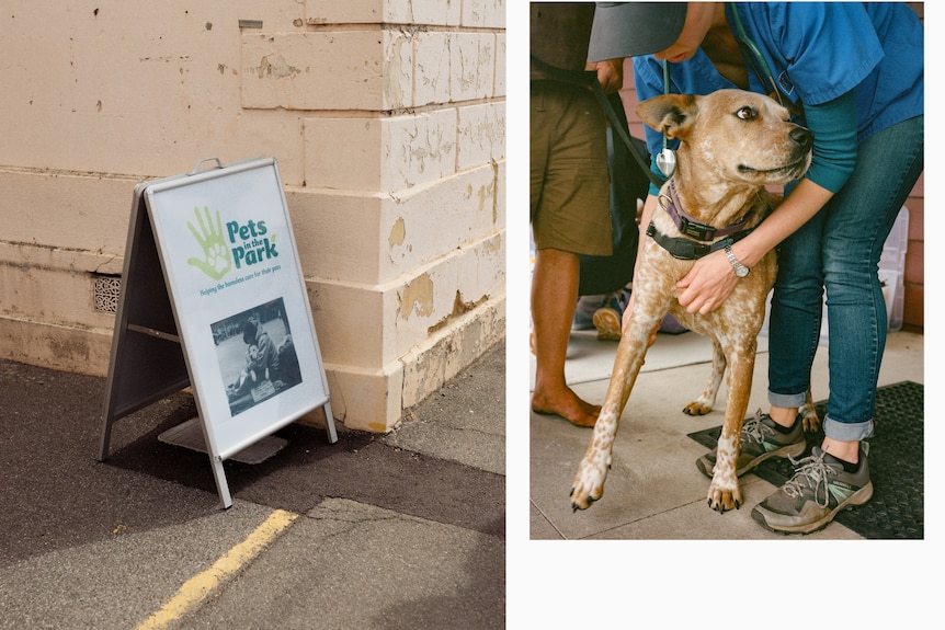A collage where one image shows a sign that reads pets in the park and the other image shows a vet handling a dog