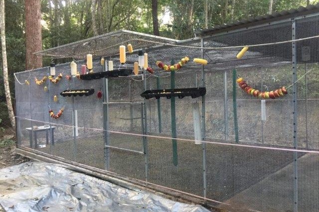 A flying fox care and release enclosure at Speewah, on the Atherton Tablelands.