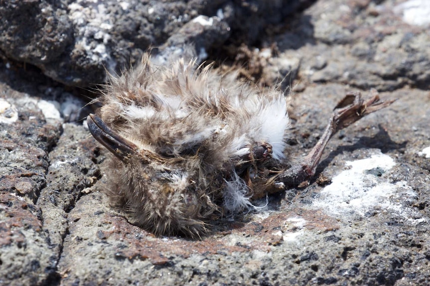 A dead seagull chick on the rocks.
