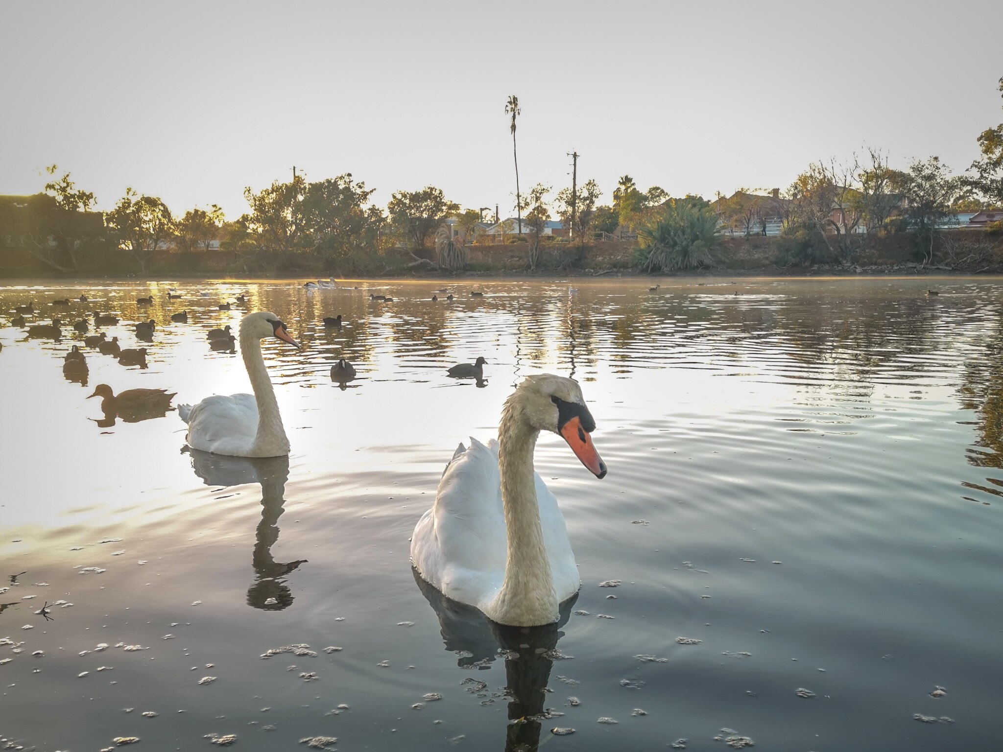 A white swan in the centre of the screen at sunrise with more swans and ducks behind it on a lake.