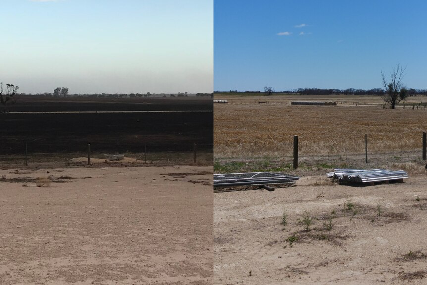 A before and after photo of a barley paddock, left side is charred and black and right side is golden.