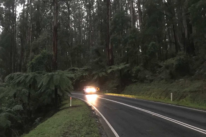 A car with its headlights on drives on a road with dense forest on either side.