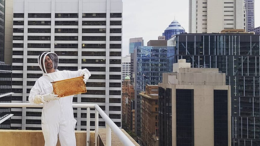 On an overcast day, you view a man in a beekeeper suit holding a honeycomb panel taken from a beehive on a CBD rooftop.