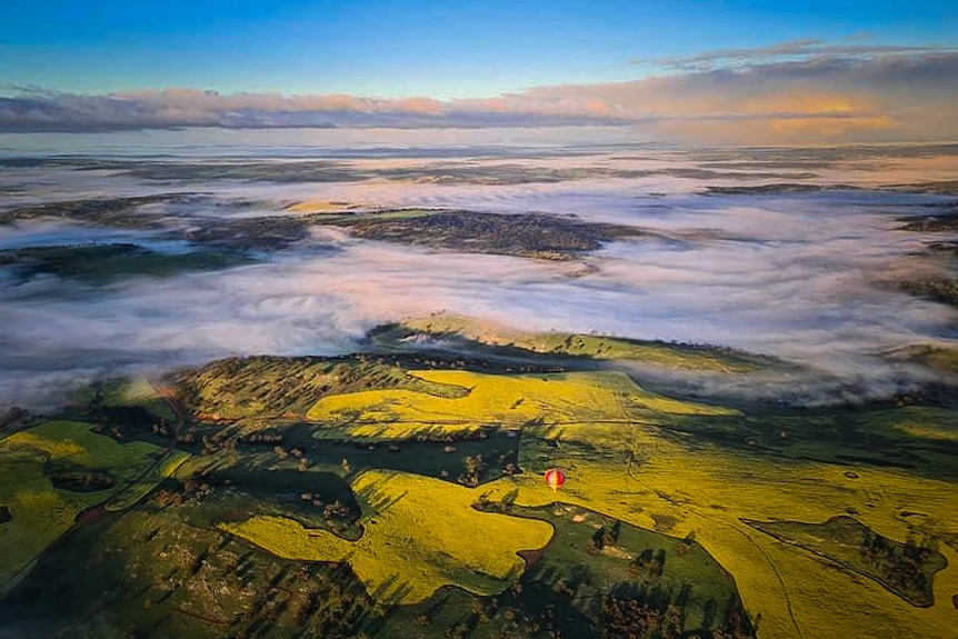 A birds eye view of canola crop over Avon Valley