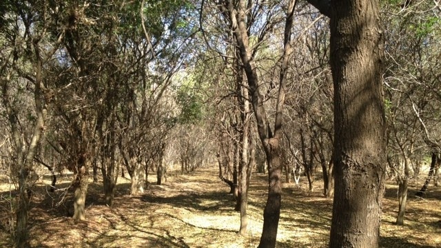 Sandalwood plantation in Kununurra in WA