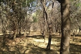 Sandalwood plantation in Kununurra in WA