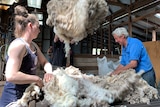 Charlie Massy in his shearing shed at Bobundara, NSW.