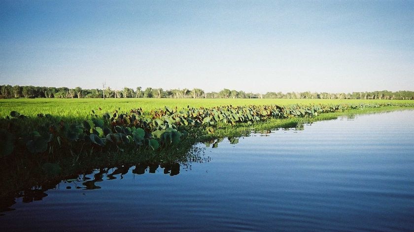 Kakadu wetlands