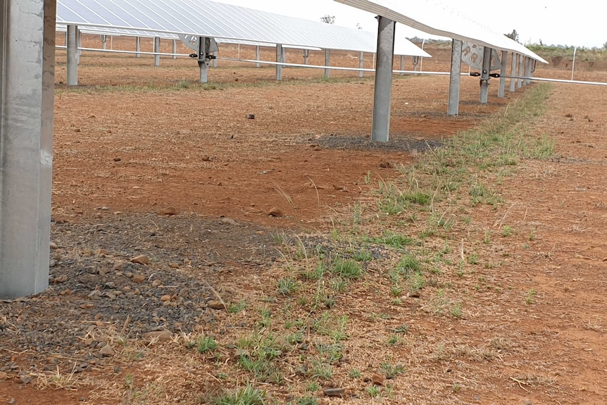 Rows of solar panels, with green grass underneath them, in between the brown dirt.