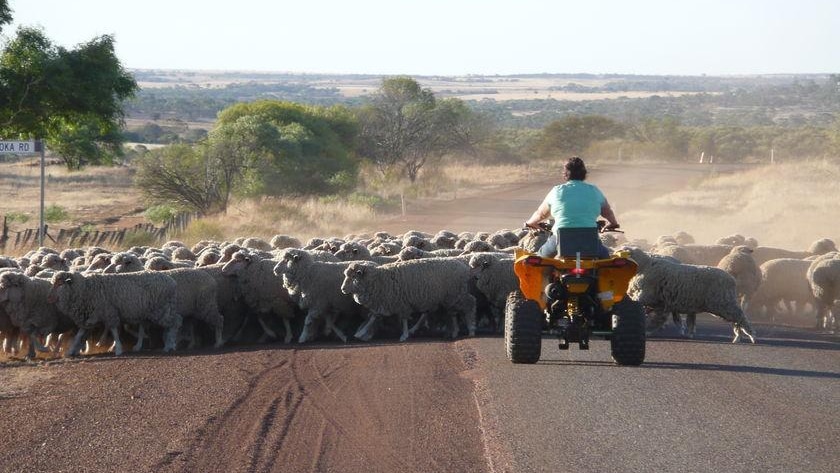 a farmer on a quad bike riding behind a flock of sheep on a road.