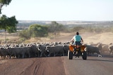 A farmer on a quad bike musters a flock of sheep.