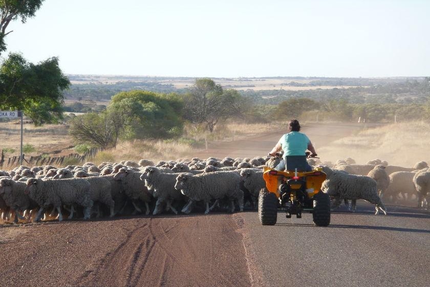A farmer uses a quad bike to muster sheep across a country road.